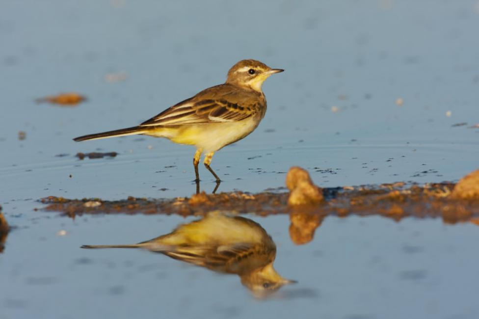 Imagen 31 de la galería de Otras aves (PDF)